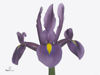 Iris (Dutch Iris Grp) 'Osaka'