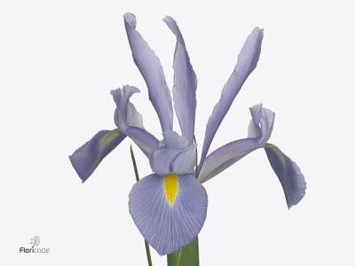 Iris (Dutch Iris Grp) 'Shanghai'