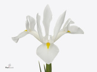 Iris (Dutch Iris Grp) 'Alaska'