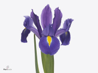 Iris (Dutch Iris Grp) 'Discovery Purple'