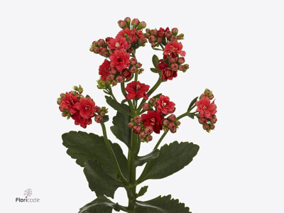 Kalanchoe 'Pretty Red Meadow'