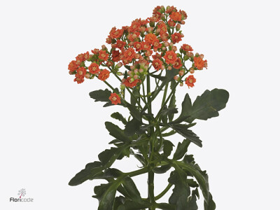 Kalanchoe 'Smooth Orange Meadow'