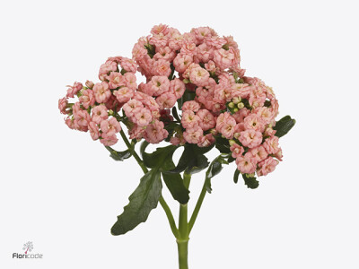 Kalanchoe blossfeldiana Diamond Salmon