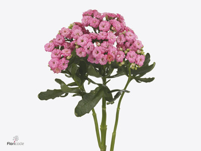 Kalanchoe blossfeldiana Diamond Dark Pink