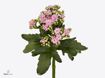 Kalanchoe blossfeldiana Diamond Pink