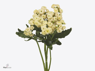 Kalanchoe blossfeldiana Diamond Cream