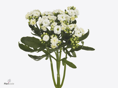 Kalanchoe blossfeldiana Diamond White