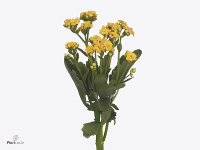 Kalanchoe 'Sunlight Yellow Meadow'