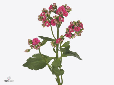 Kalanchoe 'Sensual Pink Meadow'