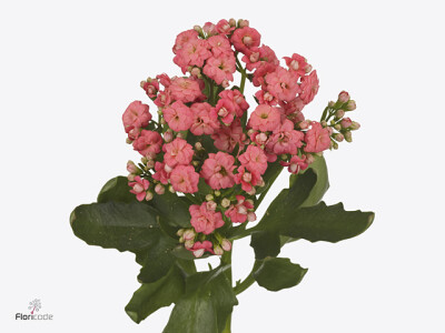 Kalanchoe blossfeldiana Diamond Cherry