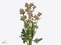 Kalanchoe 'Forest Pink Meadow'