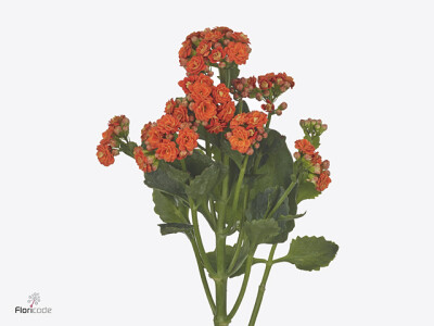 Kalanchoe 'Brilliant Orange Meadow'