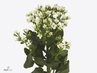 Kalanchoe 'Simply White Meadow'