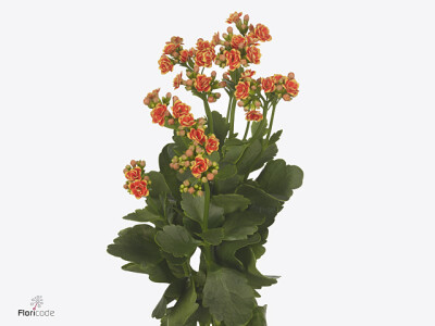 Kalanchoe 'Flaming Orange Meadow'