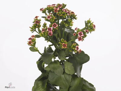 Kalanchoe 'Paradise Pink Meadow'