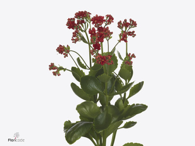 Kalanchoe blossfeldiana Diamond Red