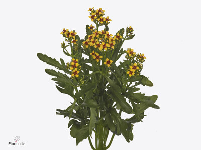 Kalanchoe blossfeldiana Tiger Single Yellow