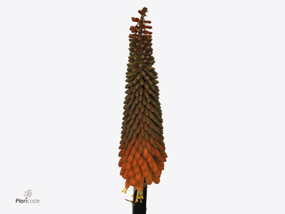 Kniphofia 'Alcazar'