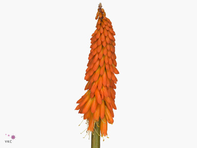 Kniphofia 'First Sunrise'