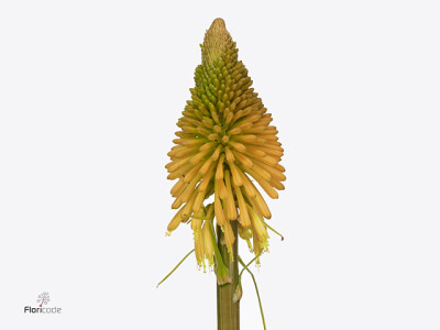 Kniphofia Magical Happy Halloween