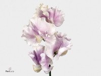Lathyrus odoratus 'Misty Lavendel'