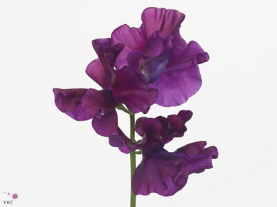 Lathyrus odoratus 'Bordeaux'