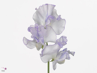 Lathyrus odoratus 'Misty Bluewave'