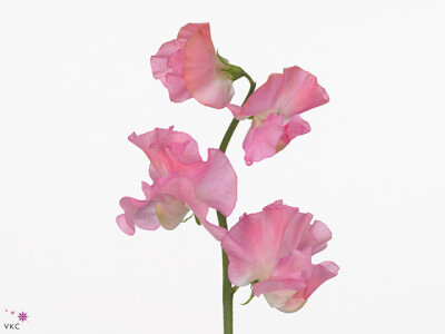 Lathyrus odoratus 'Winter Sunshine Pink'