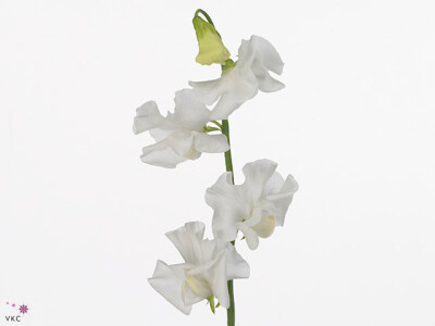 Lathyrus odoratus 'Winter Sunshine White'