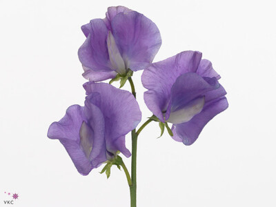 Lathyrus odoratus 'Winter Elegance Mid Blue'