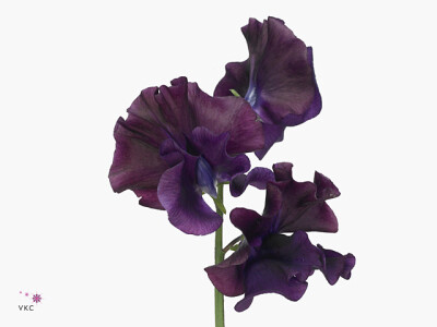 Lathyrus odoratus 'Purper Cape'
