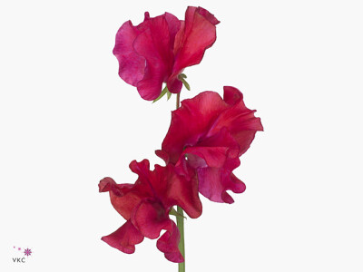 Lathyrus odoratus 'Ruby Red'