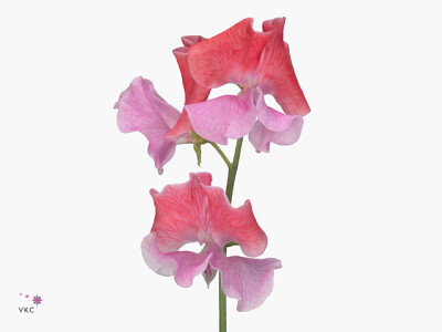 Lathyrus odoratus 'Dark Flamingo'