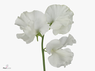 Lathyrus odoratus 'White Moonlight'