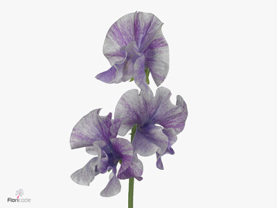 Lathyrus odoratus 'Misty Striped Purple'