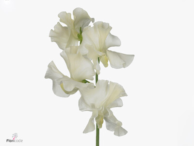 Lathyrus odoratus 'Vanilla Cream'