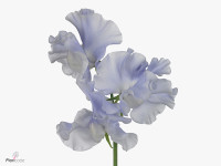 Lathyrus odoratus 'Lavender Shine'