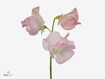 Lathyrus odoratus (Spencer Grp) 'L A Romance'