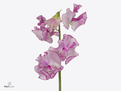 Lathyrus odoratus 'Rose Wedding'