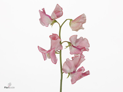 Lathyrus odoratus 'Pink Wedding'