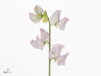 Lathyrus odoratus 'White Wedding'