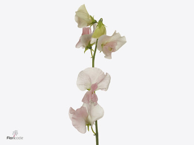 Lathyrus odoratus 'Champagne King'