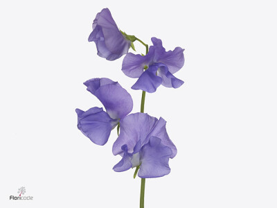 Lathyrus odoratus (Spencer Grp) 'Blue Jeans Romance'