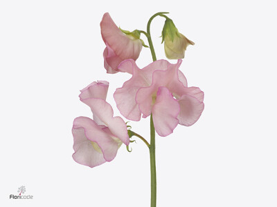 Lathyrus odoratus (Spencer Grp) 'Parfum Salmon'