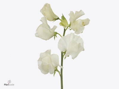 Lathyrus odoratus (Spencer Grp) 'Parfum Cream'