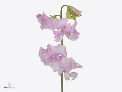 Lathyrus odoratus (Spencer Grp) 'Parfum Pastel Pink'