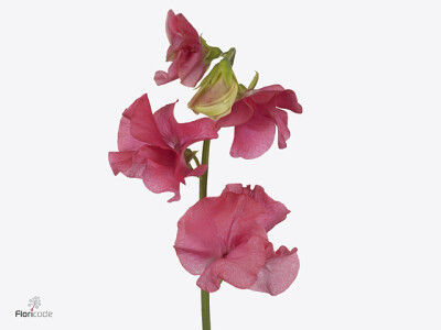 Lathyrus odoratus 'Parfum Coral'