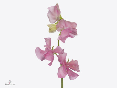 Lathyrus odoratus (Spencer Grp) 'Romance Pink Pearl'