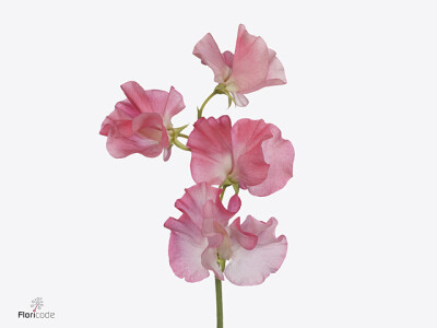 Lathyrus odoratus (Spencer Grp) 'Romance Coral'