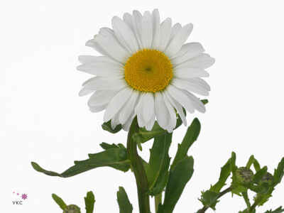 Leucanthemum vulgare 'Rheinblick'